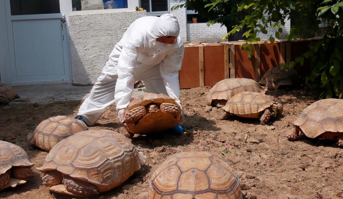 抓到一只700斤的大乌龟,长江挖出巨型乌龟是真的吗