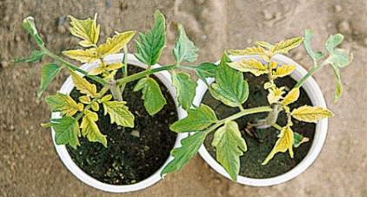 西红柿果实黄头的治疗方法,西红柿秧苗发黄如何挽救