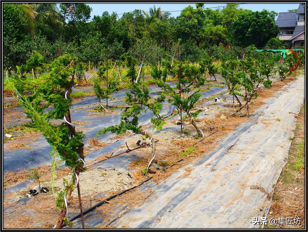 盆景初学者教程,盆景换盆需要哪些配方