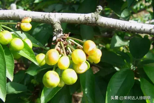 大量裂果怎么办,果子底部裂果什么原因