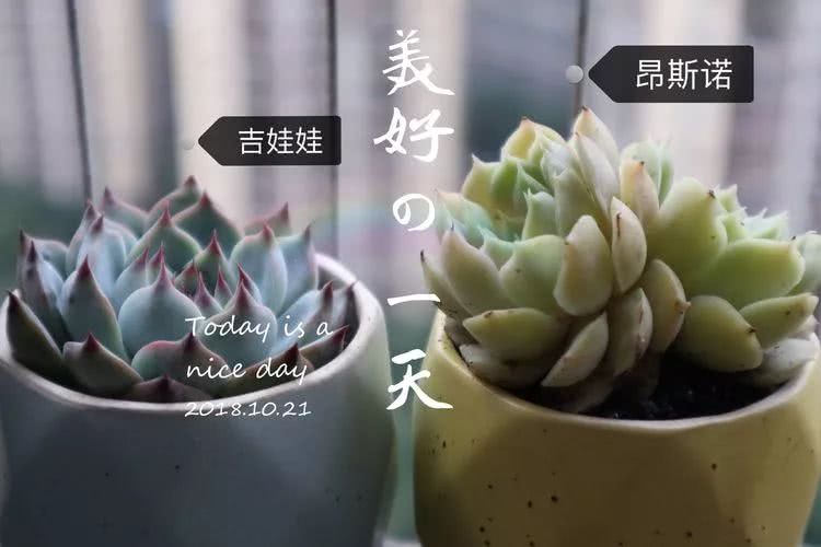 多肉名字怎么记,多肉的品种图片及名字寓意