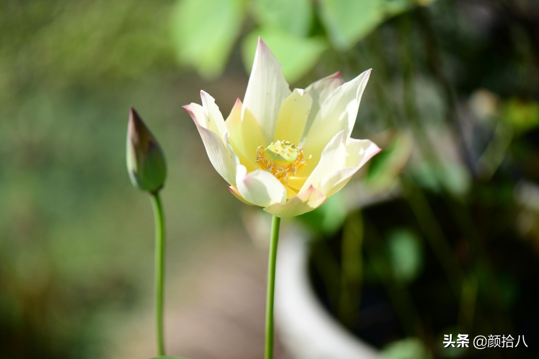 碗莲种藕生长到开花全过程,碗莲种植方法和时间图片