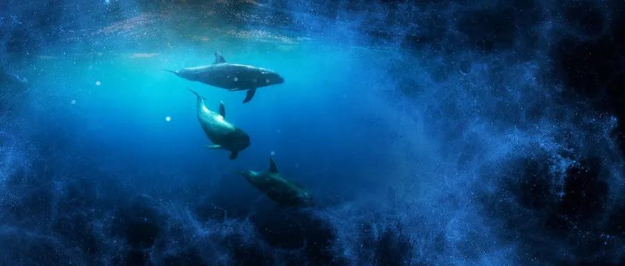 成都西岭雪山门票是多少钱一张,成都西岭雪山门票多少钱一张