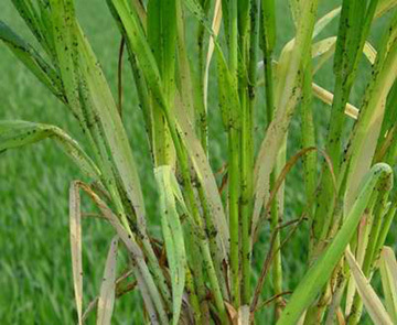 蚜虫的种类及图片大全,蚜虫种类有哪些图片