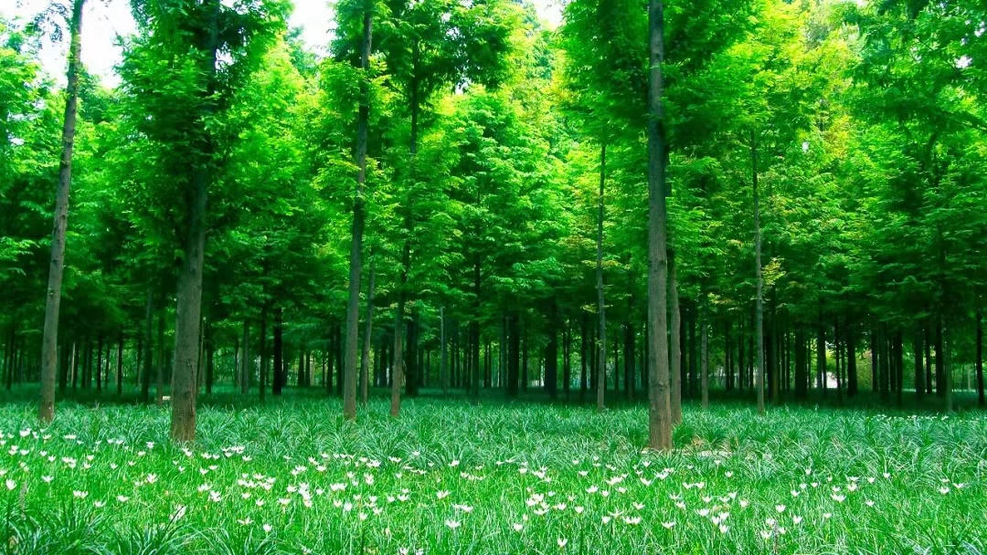 惠济区的环境,惠济区是富人区吗