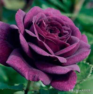 四季开花勤花月季,最好养最勤花的月季