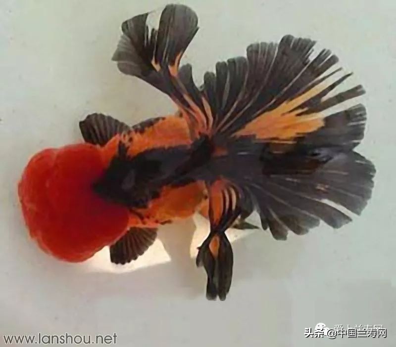 那些企图拿尾巴征服世界的金鱼们