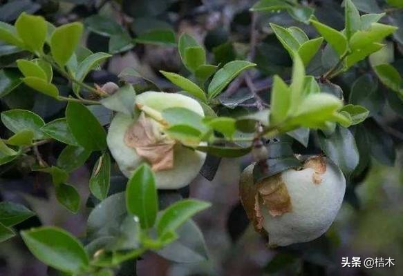 难得一遇的珍稀植物,难得一见的大茶树
