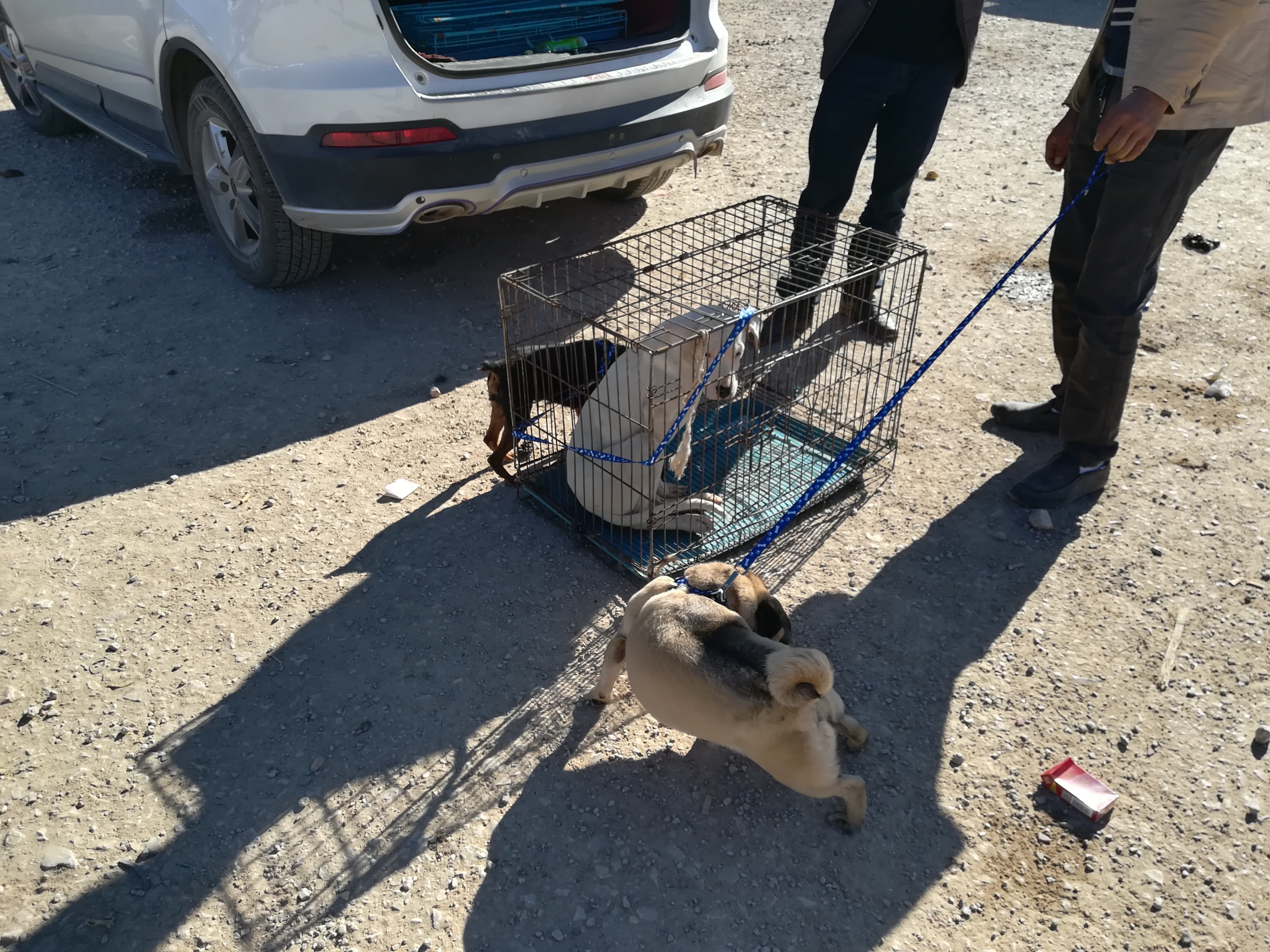 一岁巴哥狗多少钱,商贩出售巴哥犬