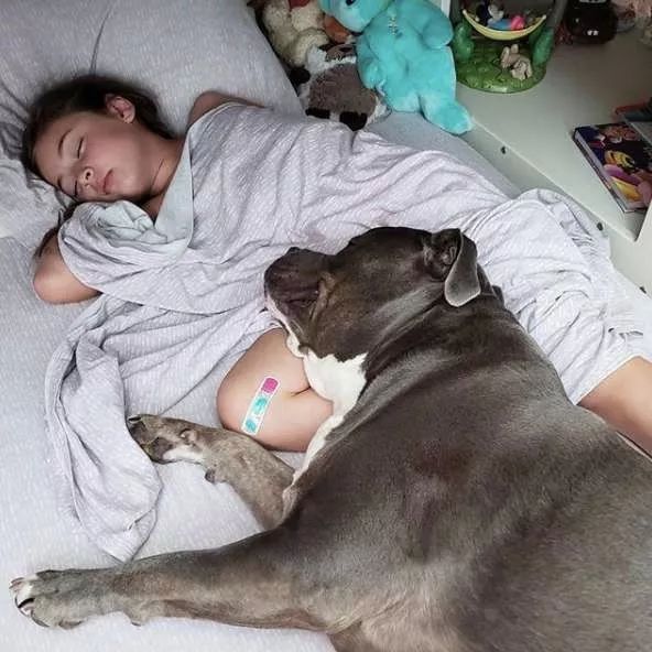 比特犬领养,比特犬温暖的一幕