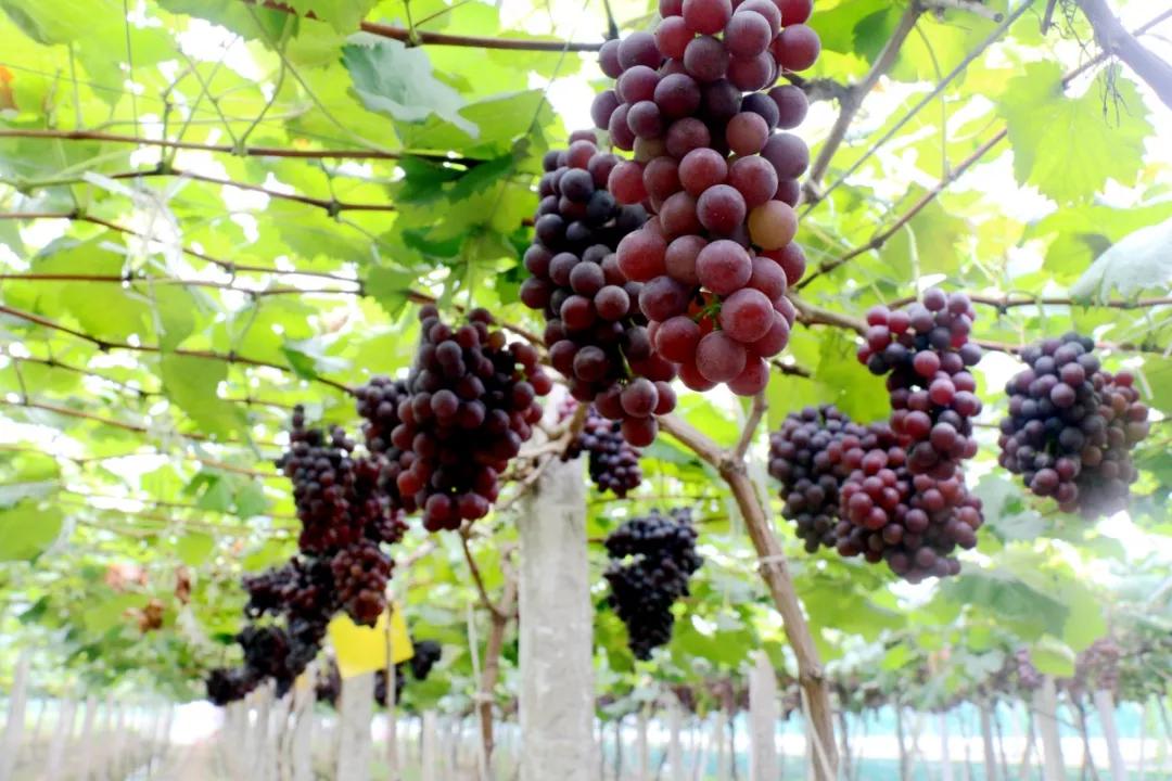 葡萄园观光技术视频,一品葡萄观光采摘园