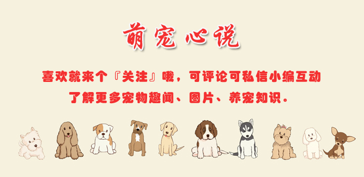 辟谣丨别再听信棉签可以让母猫停止发情，子宫蓄脓你了解过吗？