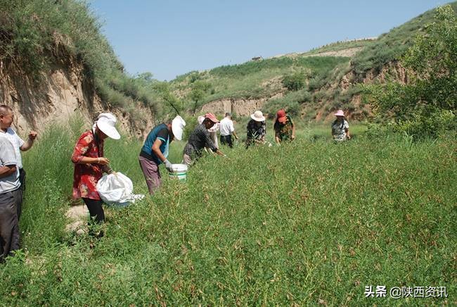 陕西榆林广济堂,榆林广济堂医药科技有限责任公司
