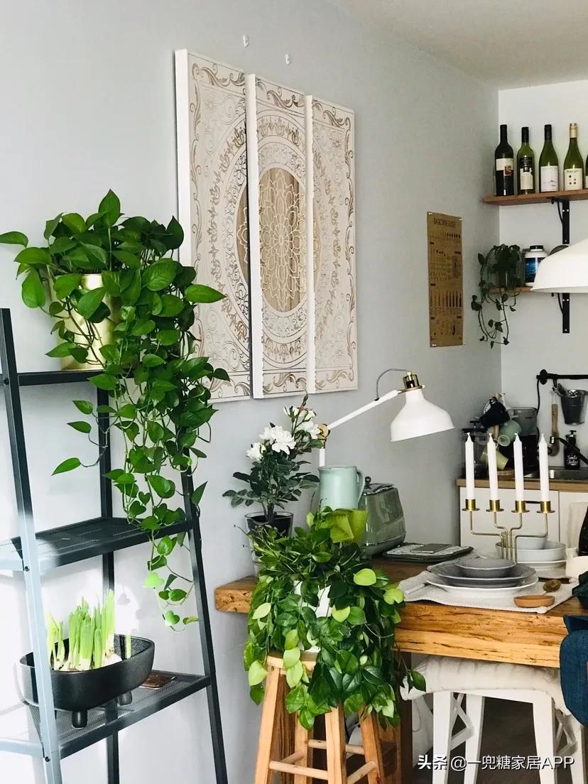 手残党绿植大全,给大家推荐几款超好养的绿植