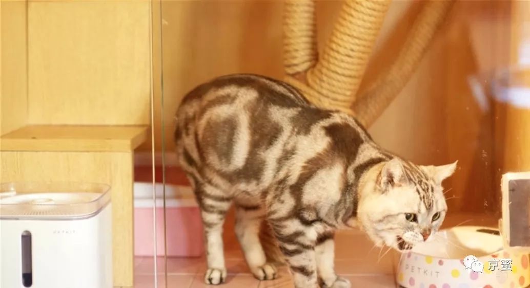 出租屋饲养宠物,出租屋为什么不能养宠物