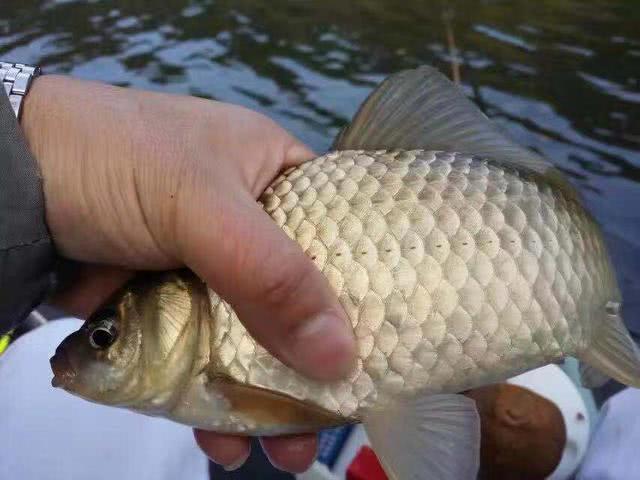 鱼塘老滑鱼不开口怎么钓,对付滑口鱼的正确方法