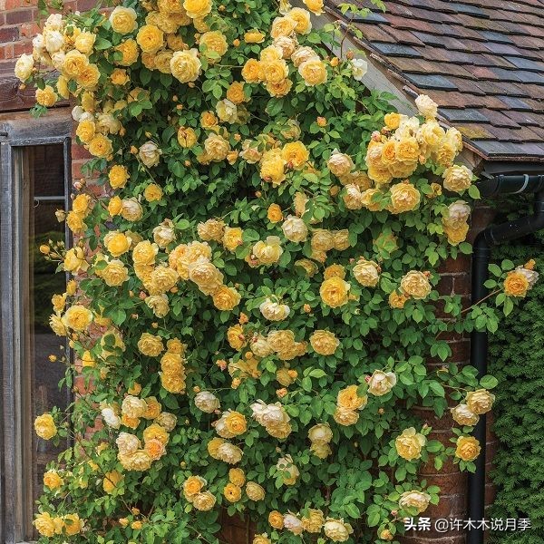 十大浓香切花月季,好看好养的月季品种推荐