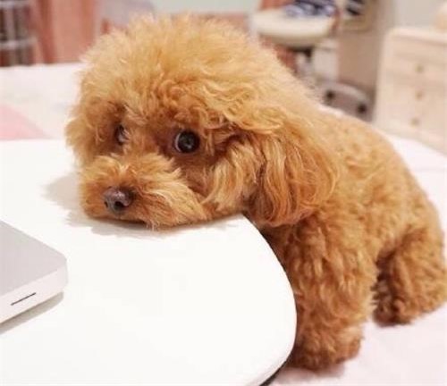 戈赞,戈赞养宠物视频