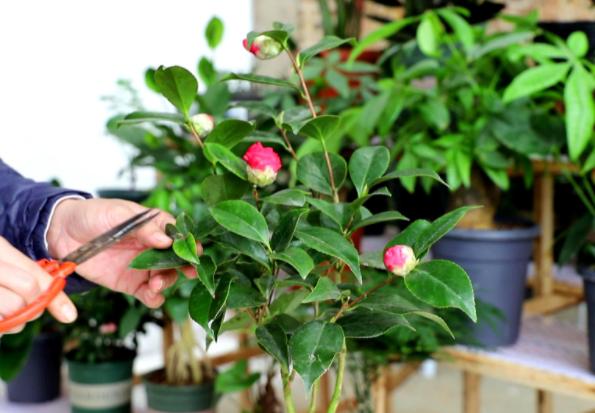 茶花的花苞怎样才能长出来 (茶花长花苞了如何快速开花)