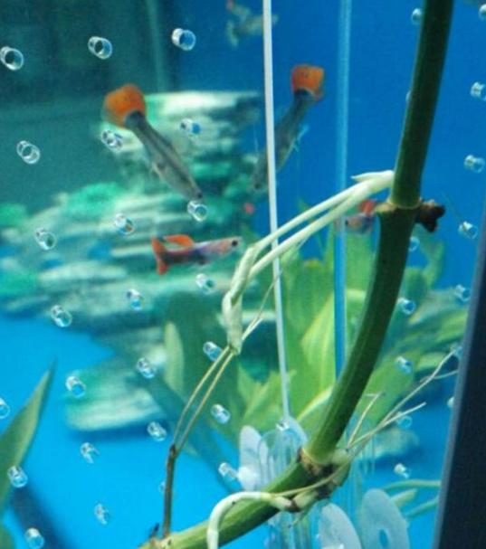 水池下面可以养绿萝吗,飘窗鱼缸里养绿萝