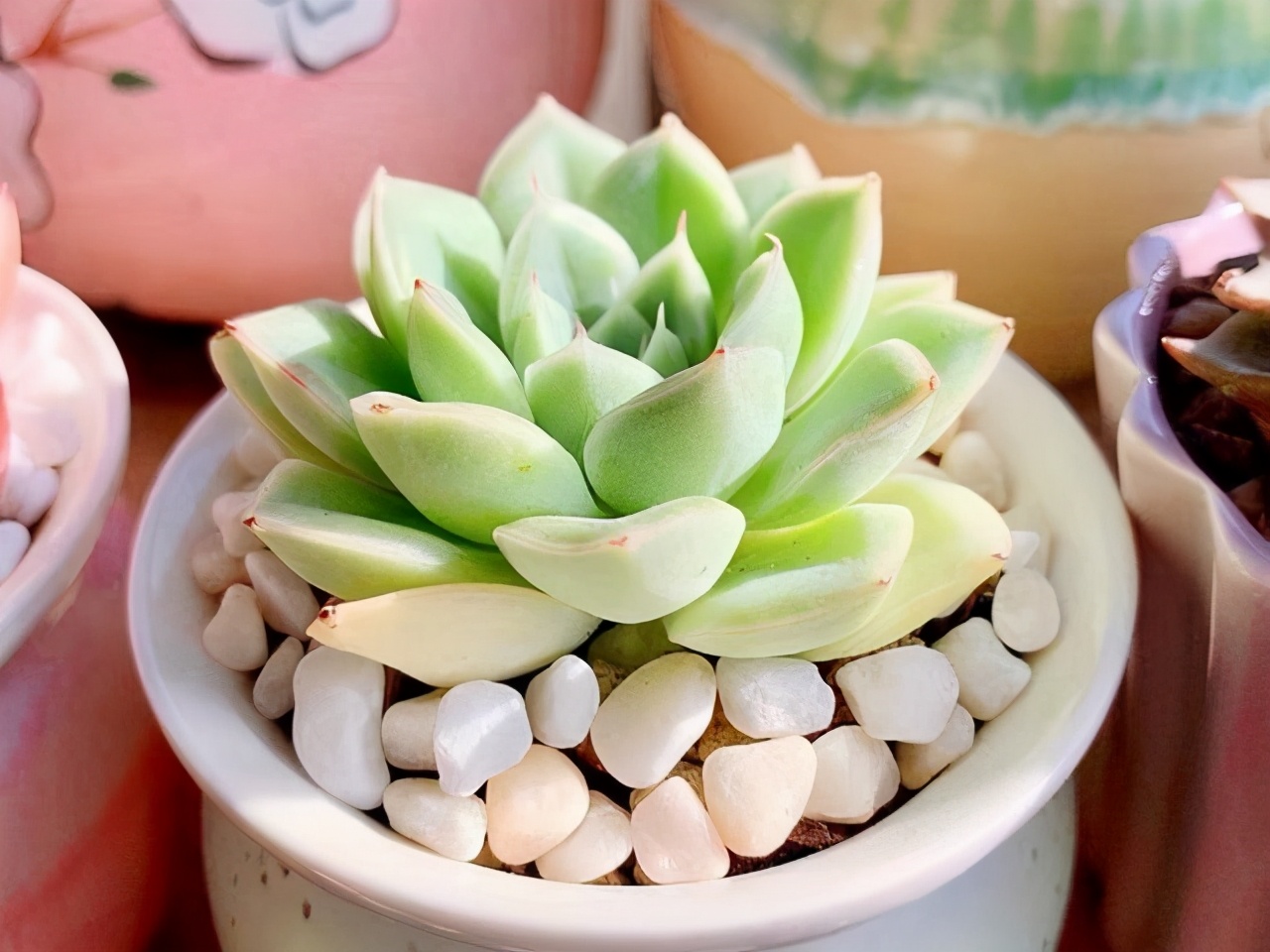 月亮仙子多肉夏季露养,多肉月亮仙子的造型