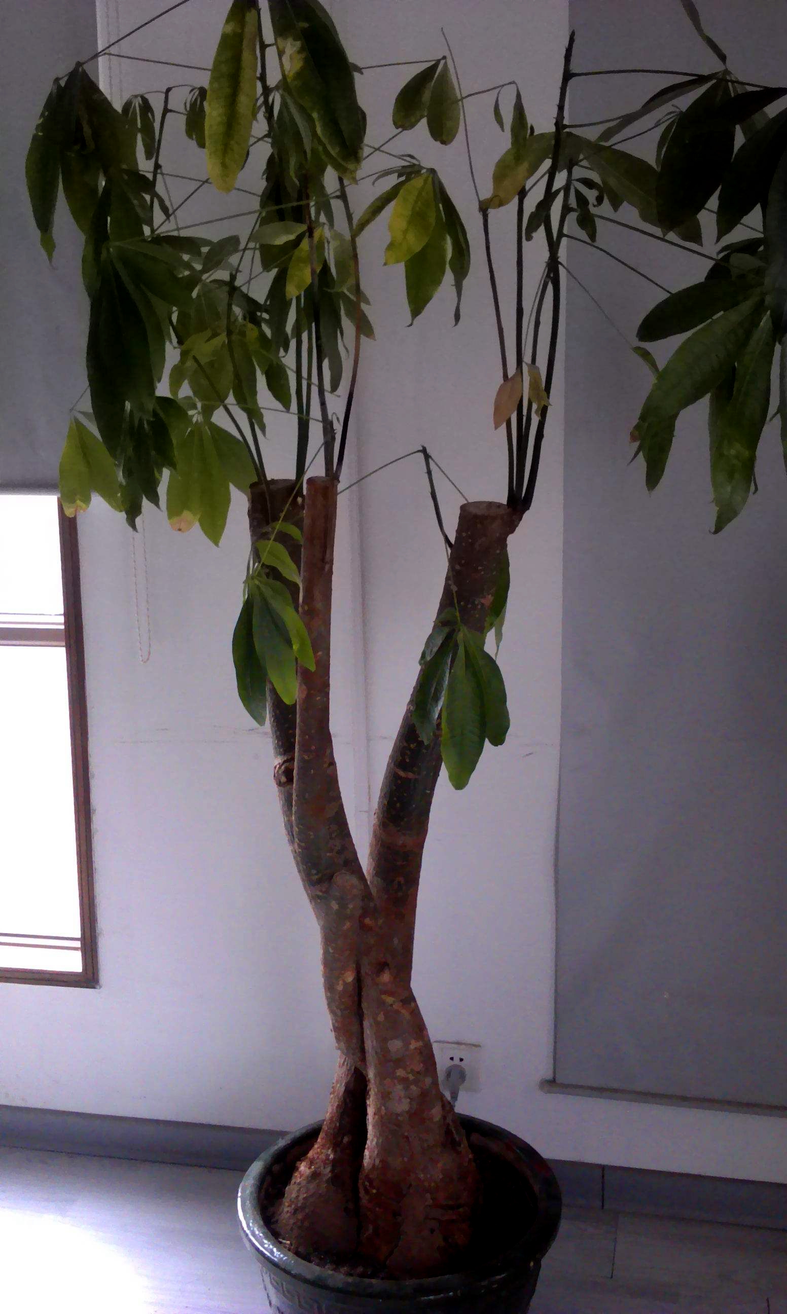 发财树爱光吗,发财树爱黄叶