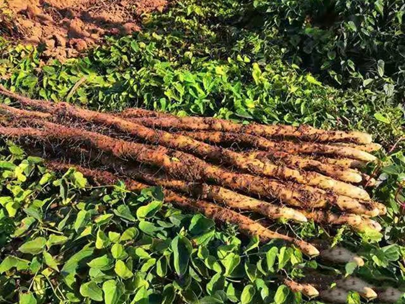 山药根腐病如何根除,山药病害严重是怎么回事