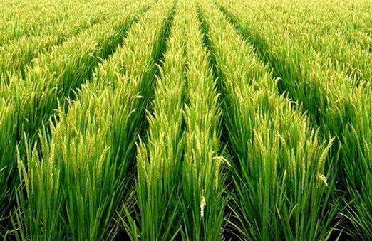水稻抽穗后要注意这2种病，防止出现黑粒和白穗，防治时期最关键