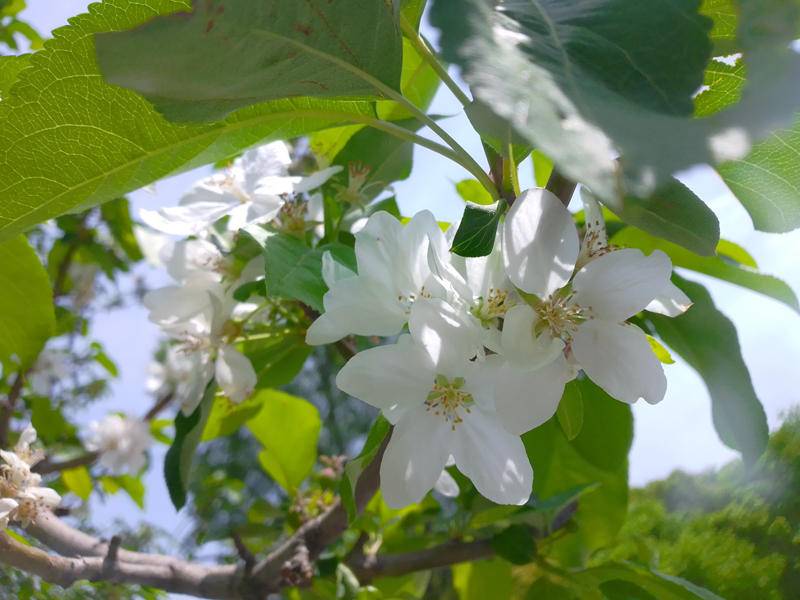 agmh2手机的缺点,agm金嗓子