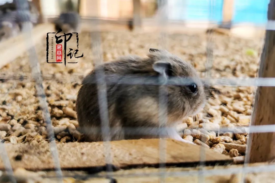 商丘花鸟批发基地,商丘花鸟市场地址