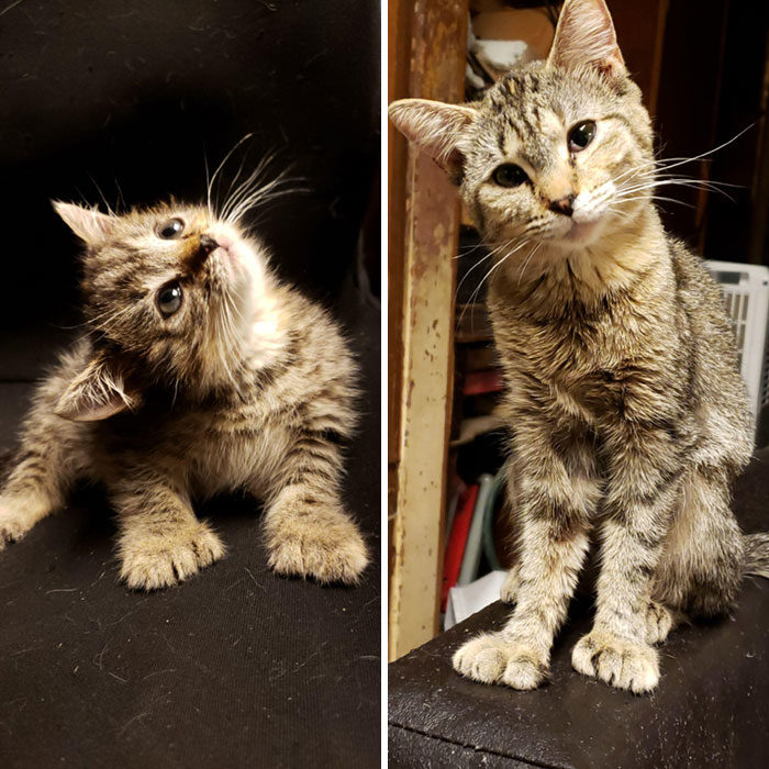 四只耳朵的猫有多稀有,四只耳朵的猫科动物