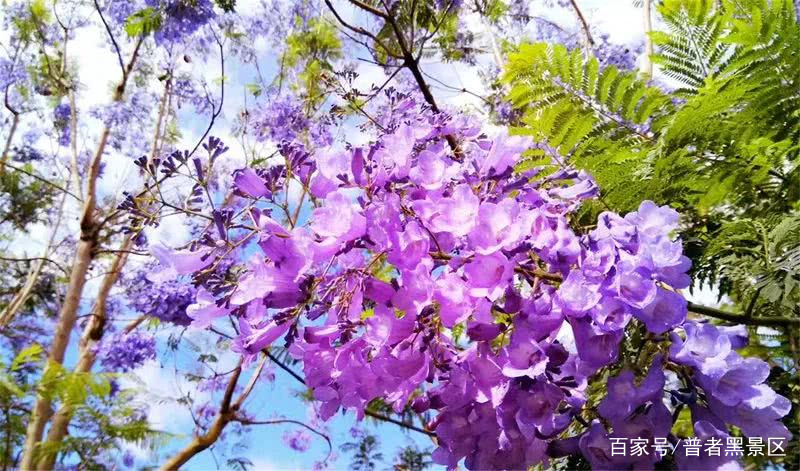 蓝花楹惊艳了初夏的那一抹紫,云南蓝花楹的紫色浪漫