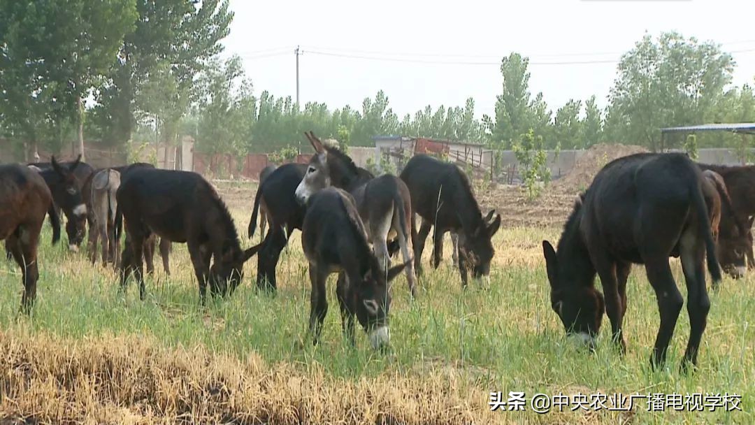 田间示范秀2020年视频,田间示范秀养绵羊