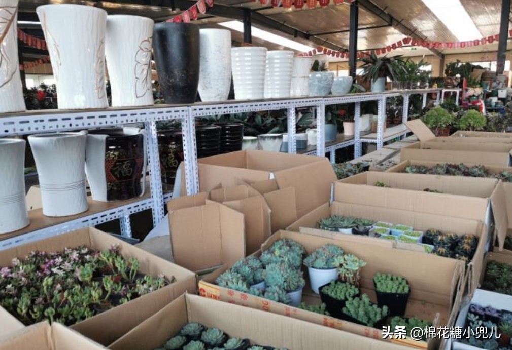 北京盆栽花卉批发市场,北京众兴花卉批发市场