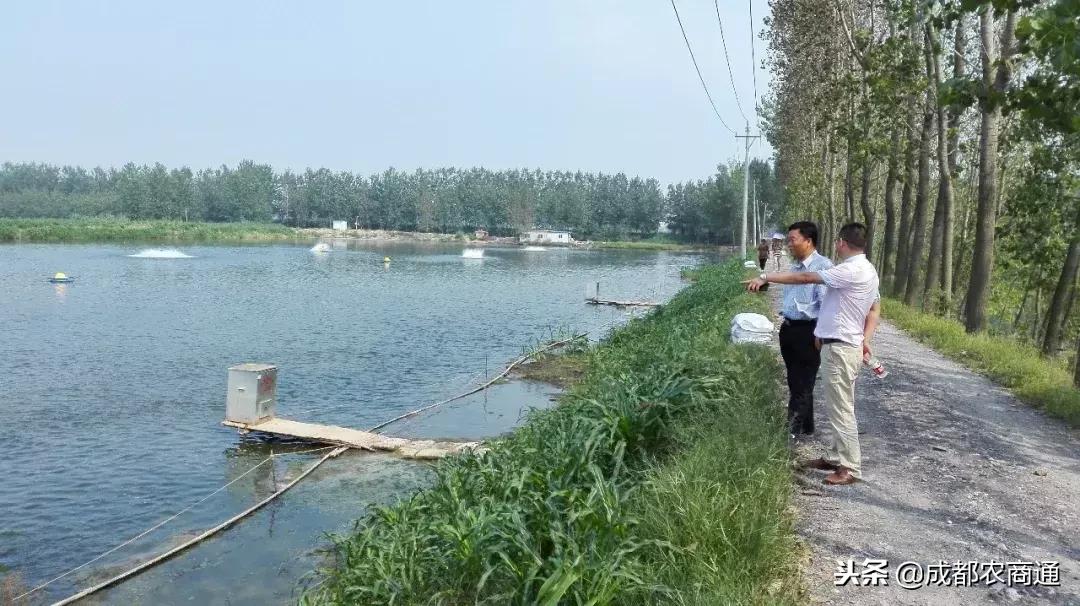 全国黑鱼养殖基地,黑鱼养殖大棚建造