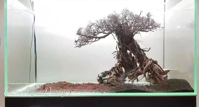 莫斯树到底好不好,莫斯树是什么