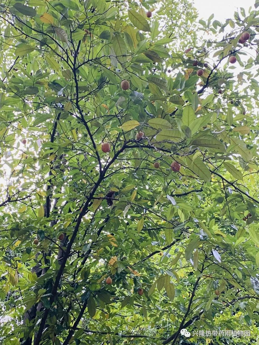 南药科普视频,南药科普