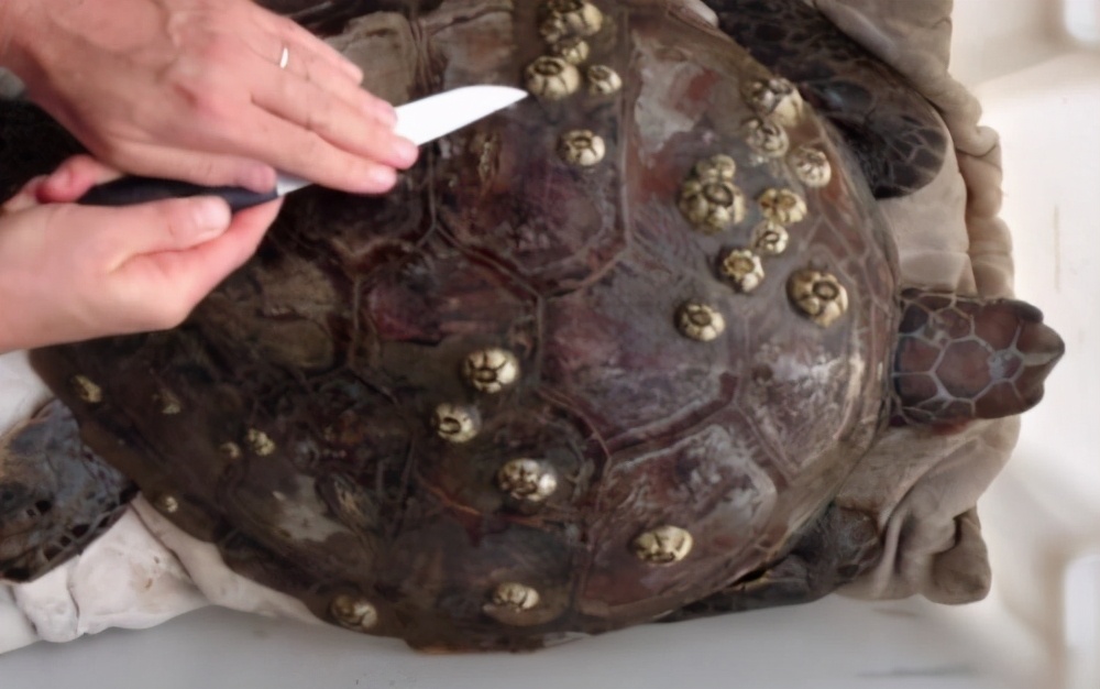 来自地狱的美食藤壶，到底有多可怕？看鲸鱼被折磨的样子就懂了