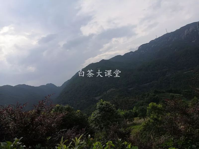 白茶究竟是什么?喜欢茶的你,这三点不妨多看