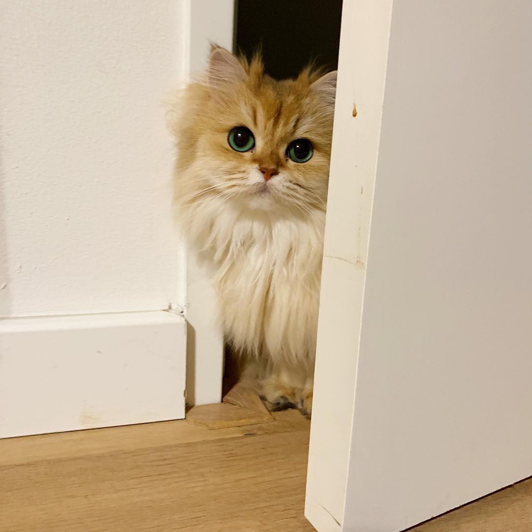 当猫咪呕吐时,猫咪出现呕吐的症状是怎么回事