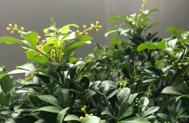 米兰花用什么肥枝繁叶茂,米兰花开花时如何养护