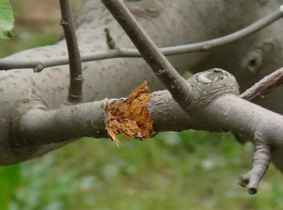 夏季大棚辣椒病虫害防治技术,夏季柑橘病虫害预测预报