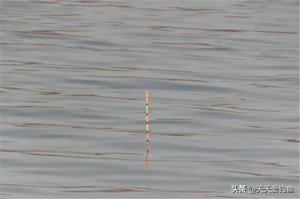 钓青鱼带钩调漂的正确方法与技巧,钓青鱼调漂怎么一钩到底