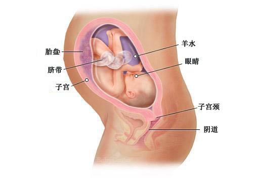 育儿日历-怀孕第30周,满29周