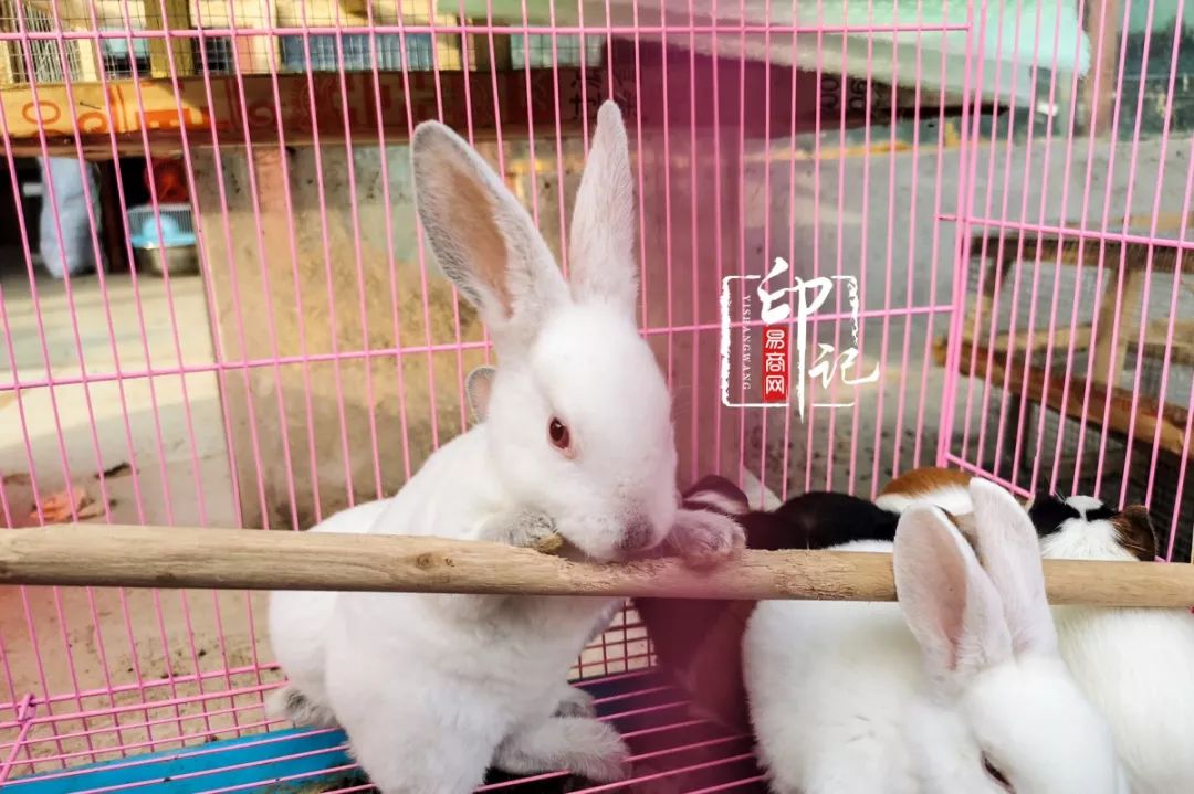 商丘道北花鸟批发市场,商丘花鸟宠物市场