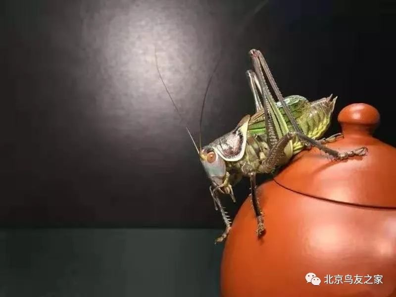 鑰佸寳浜殑楦ｈ櫕鏈夊灏戠,鑰佸寳浜汉鐜╃殑鍥涘ぇ楦ｈ櫕