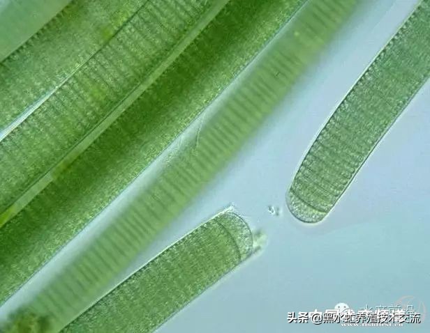 水产藻类大全图片,水产藻类知识大全