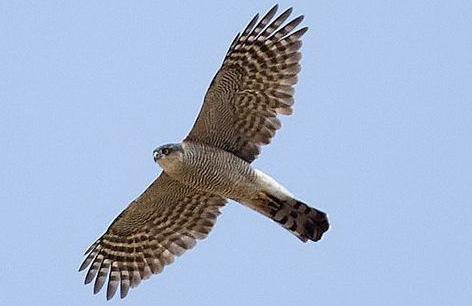 东江揽胜,惠州淡水常见鸟类图谱