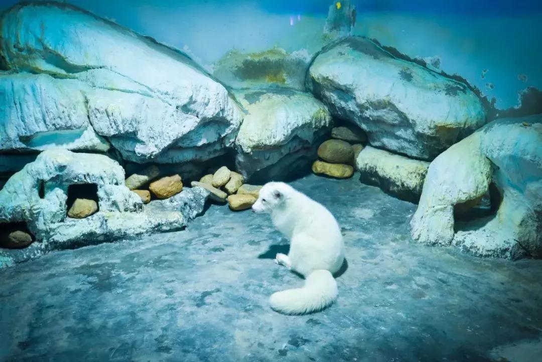 临沂海洋世界优惠券,临沂海洋世界特惠票