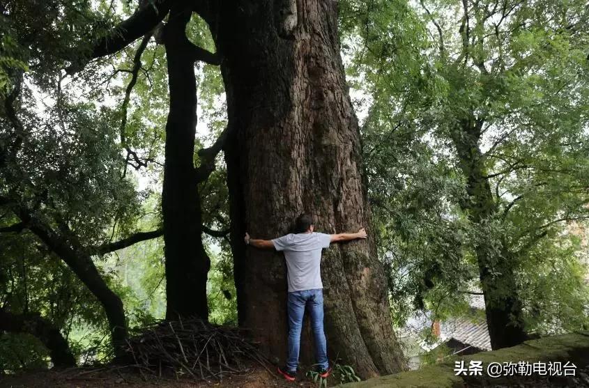 一棵被保护的百年古树,一棵百年的古树被雷击